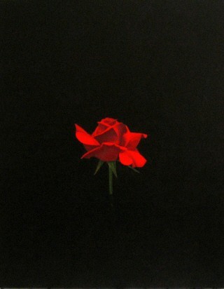 one little red rose in the dark