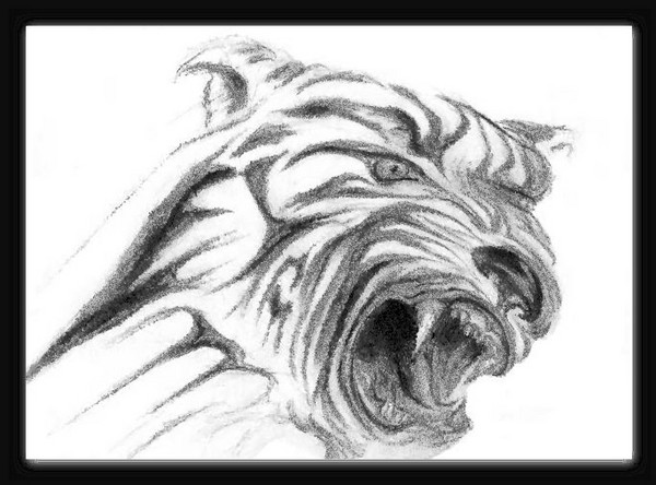 Tiger Growl