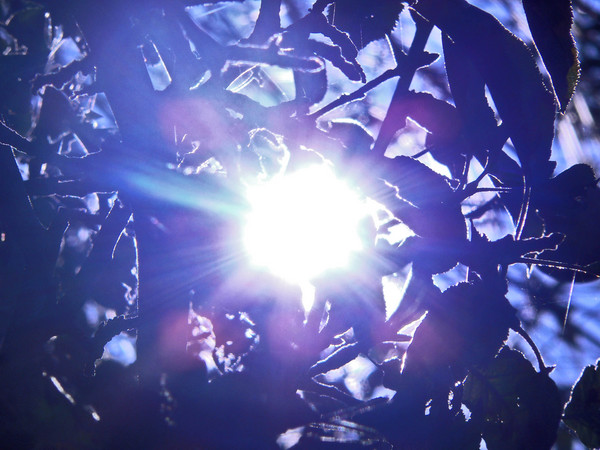 Sunglare through leaves