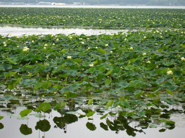 River of Lily Pads