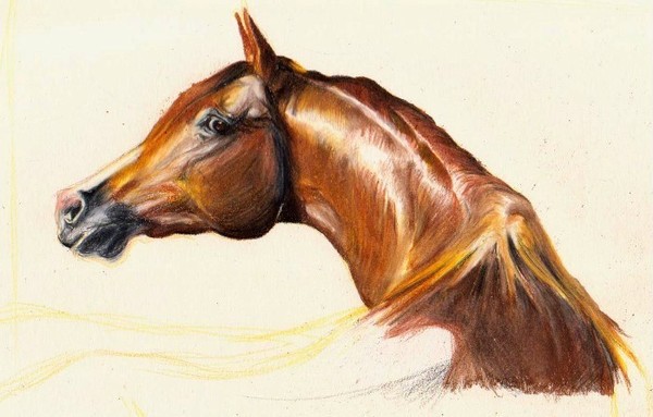 equine bust