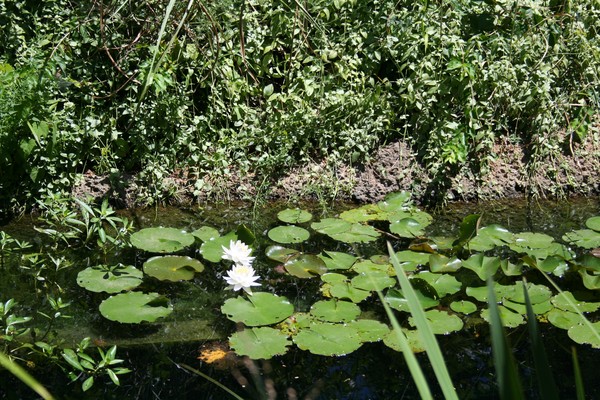 Pond of Flowers and Greenery