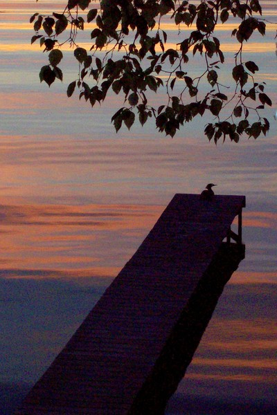 Duck at sunset