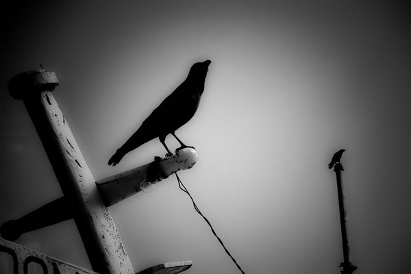 Mumbai the city of crows