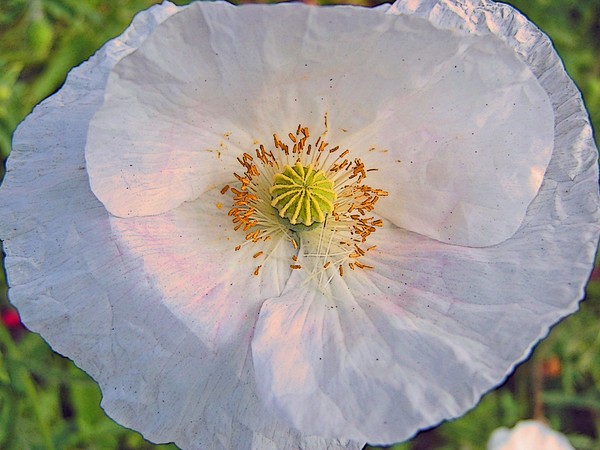   White Poppy