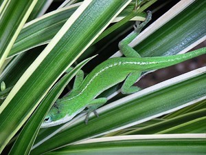 Anole Hiding In Spider Plant