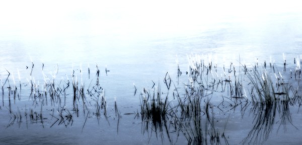 Grass in the Water