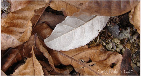 Silver Leaf Majack
