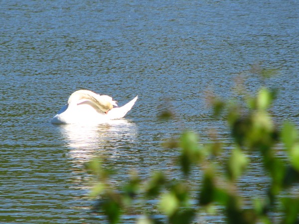 Grace..at sea..swan series