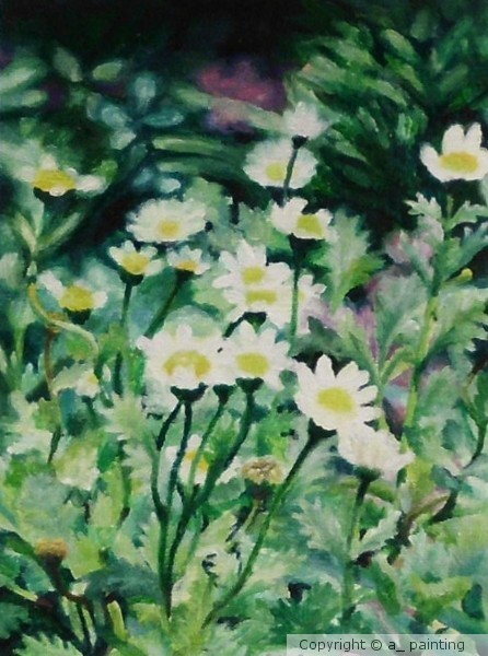 chrysanthemum postcard