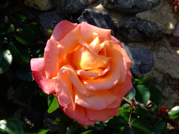 The orange Rose