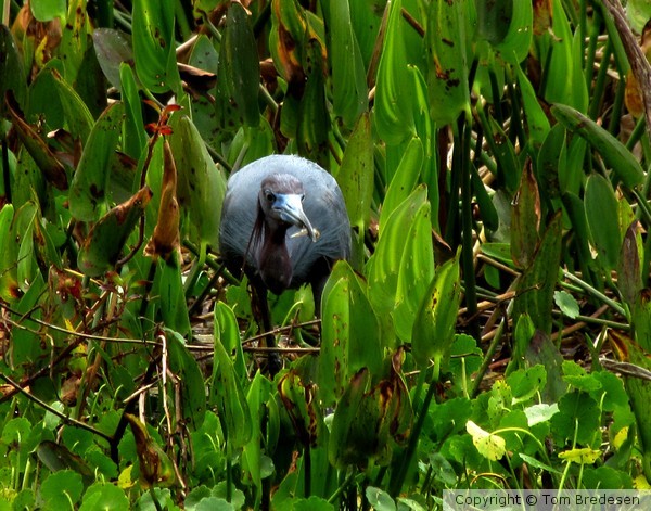 Little Blue Heron - fish lunch