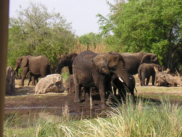 Elephant family