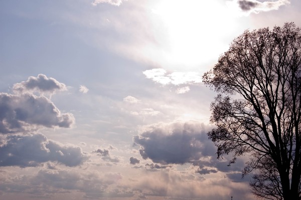 The Angels Tree