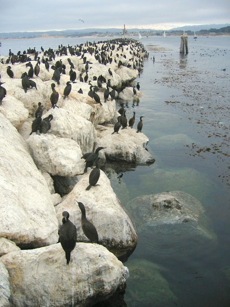 Monterey Bay Birds on Rocks