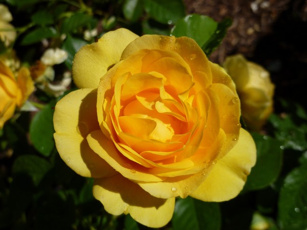 the yellow rose of texas