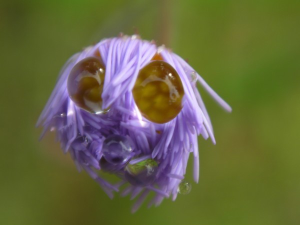 bugflower