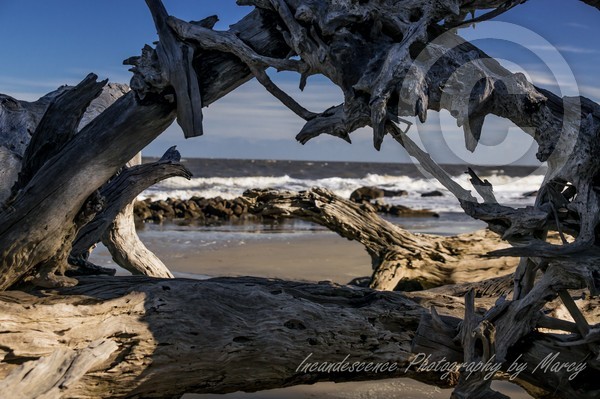 Driftwood Beach,