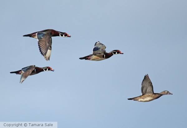 Wood Ducks in Flight