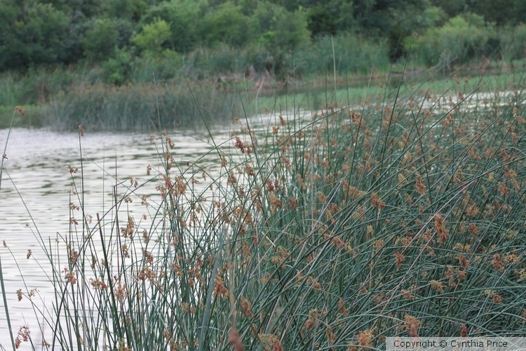 Lake Grass