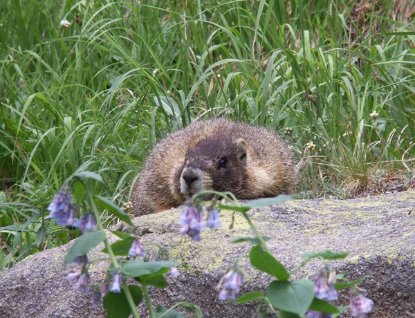 Marmot Love