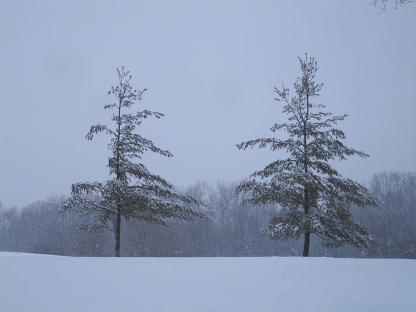 The Snowy Tree
