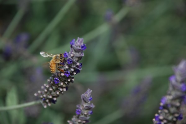 Lavender Bee 2