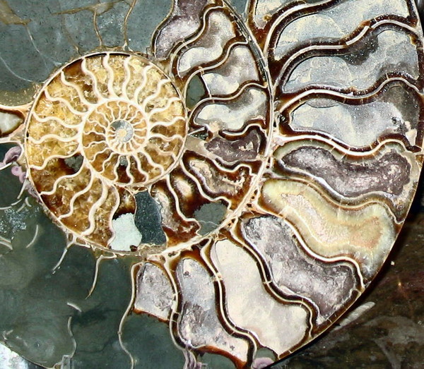 Giant Ammonite Fragment