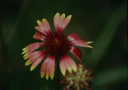 Painted Indian Flower