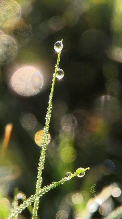 Dewdrops in Sunlight(2)