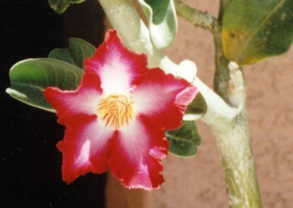 Madagascar Rose