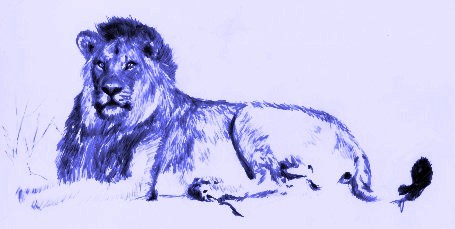 My Lion
