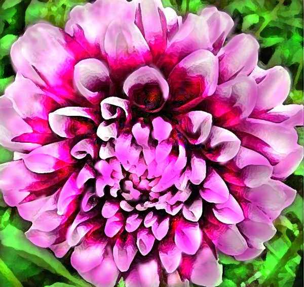 THE AZTEC DAHLIA