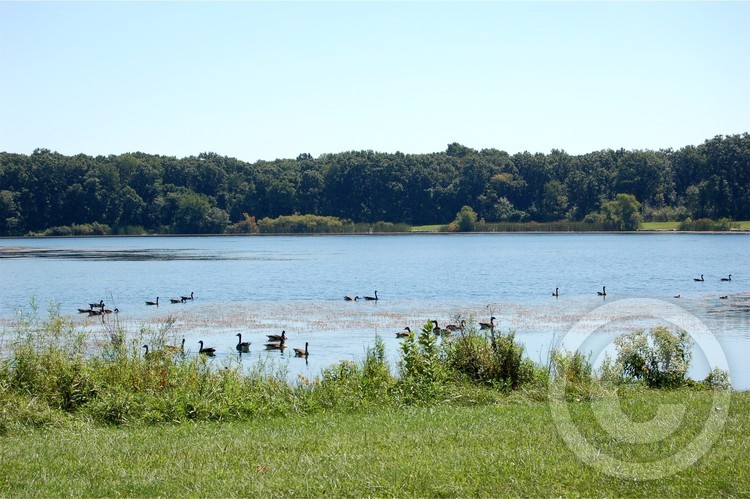 Geese Resting on Wampum Lake