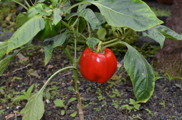 Red Bell Pepper