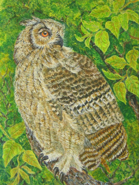 Forest Eagle Owl