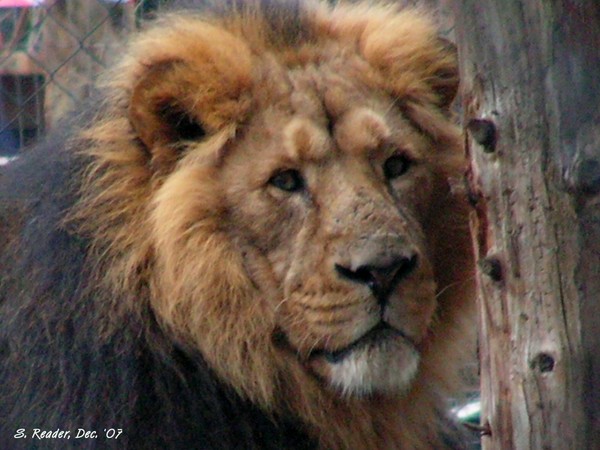 Lion - Chester Zoo