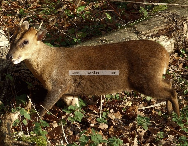 Muntjack Deer