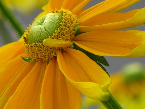 YELLOW FLORALS