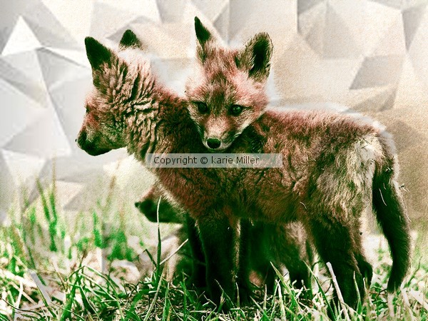 foxy babies 1