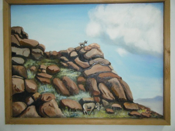 rocky mountain sheep