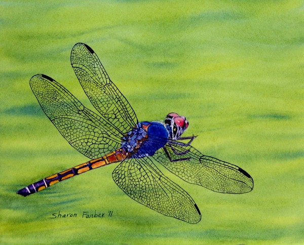 Dragonfly on Green