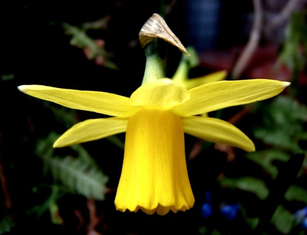 Daffodil