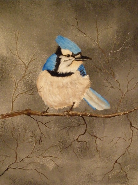 perched bluejay