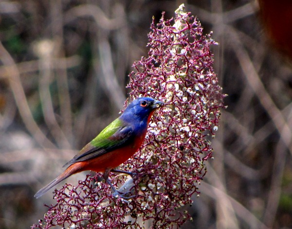 Painted Bunting!