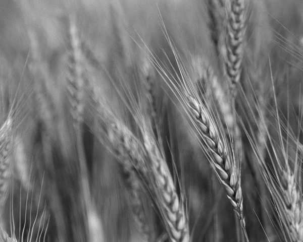 Wheat, ready for harvest.
