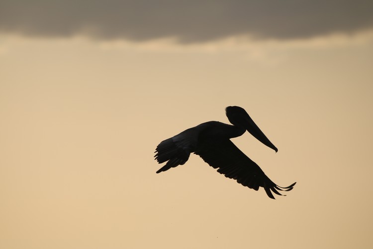 Pelican at Sand Key