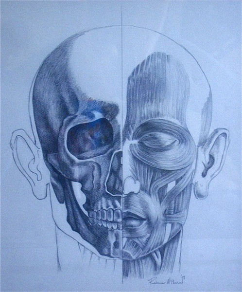 Anatomy Of The Head II