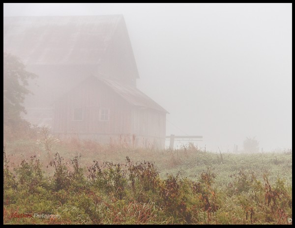 Foggy Barn