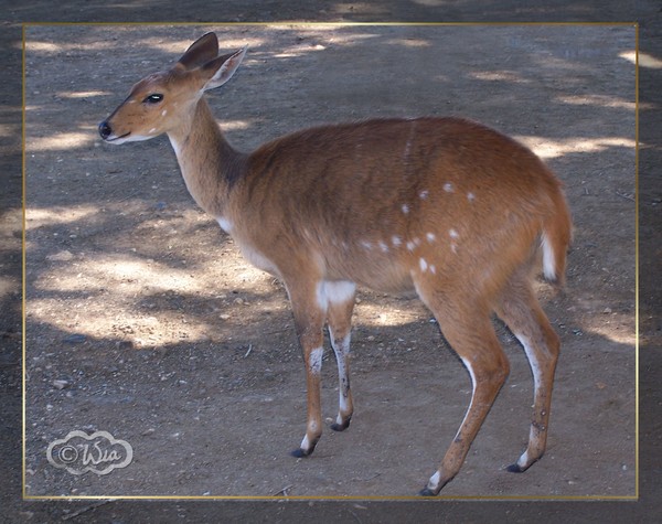 Bosbok at Timbavati